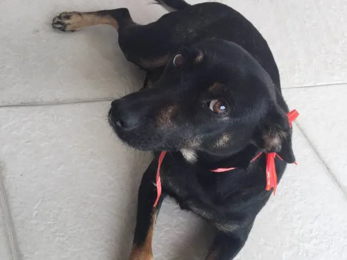 Cachorro ra a Srd idade 2 anos nome Princesa