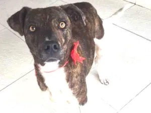 Cachorro raça Srd idade 2 anos nome Xuxu