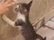 Gato ra a SRD idade 2 a 6 meses nome zelda e Pity