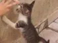 zelda e Pity