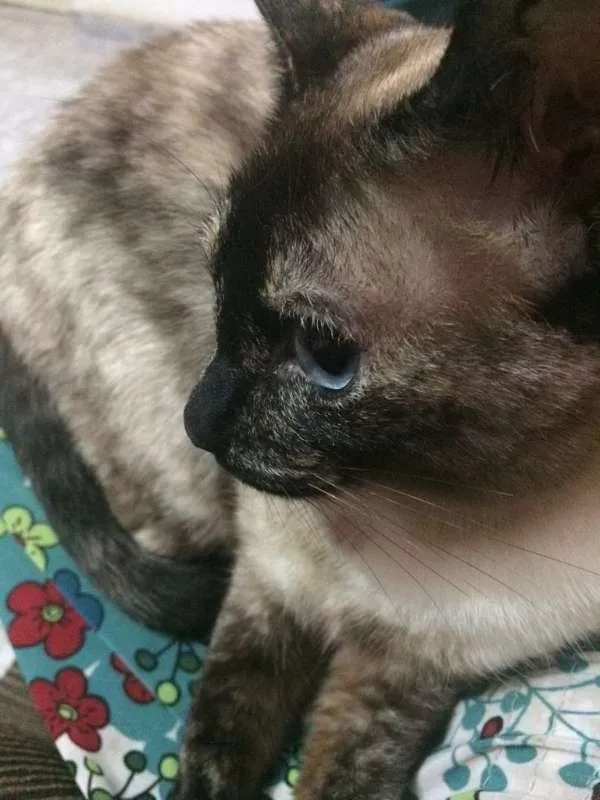 Gato ra a Siamês idade 5 anos nome Cristal