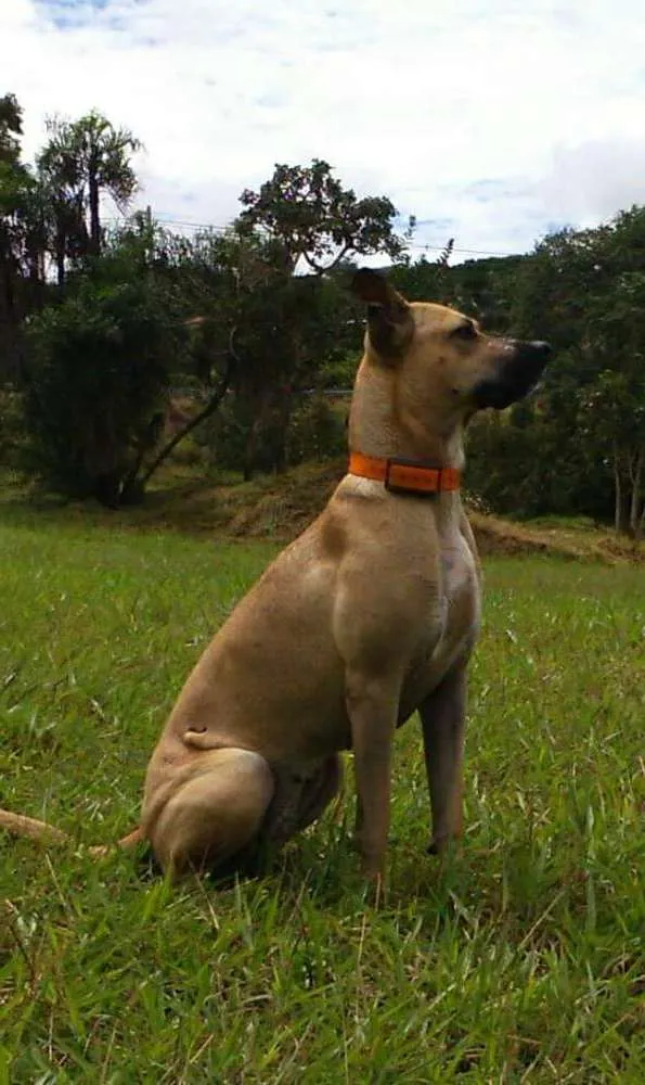 Cachorro ra a Vira lata idade 4 anos nome Mila