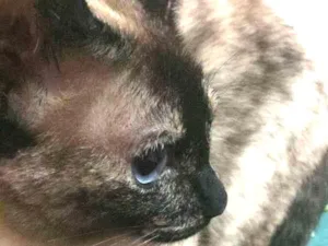 Gato raça Siamês idade 5 anos nome Cristal