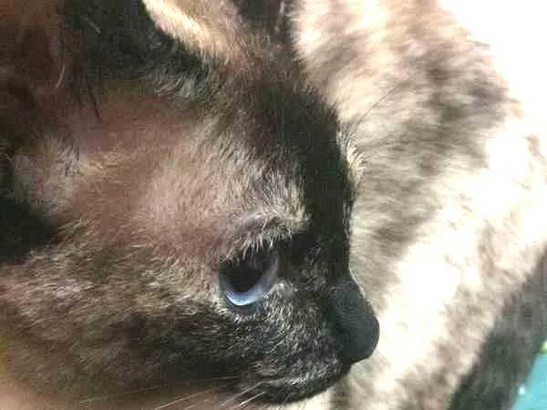Gato ra a Siamês idade 5 anos nome Cristal