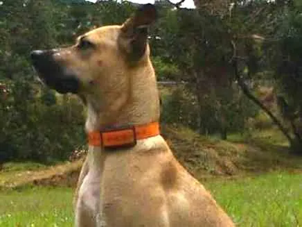 Cachorro ra a Vira lata idade 4 anos nome Mila