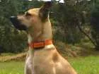 Cachorro raça Vira lata idade 4 anos nome Mila