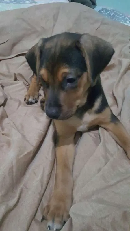 Cachorro ra a SRD idade 2 a 6 meses nome Dumbo