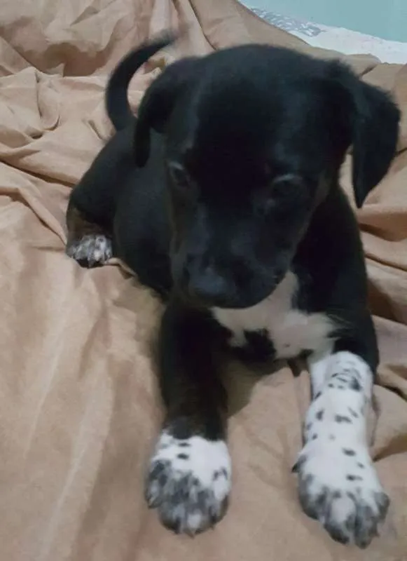Cachorro ra a SRD idade 2 a 6 meses nome CASCÃO