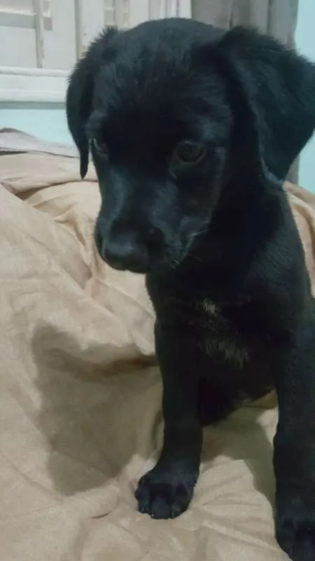 Cachorro ra a SRD idade 2 a 6 meses nome ANE
