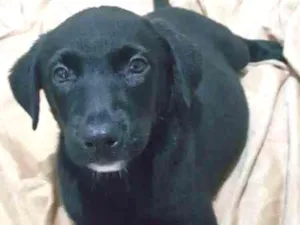 Cachorro raça SRD idade 2 a 6 meses nome KOBY 