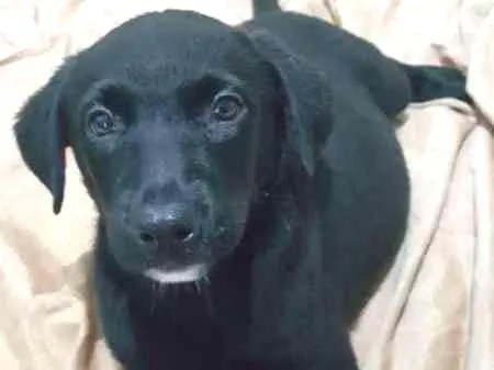 Cachorro ra a SRD idade 2 a 6 meses nome KOBY 