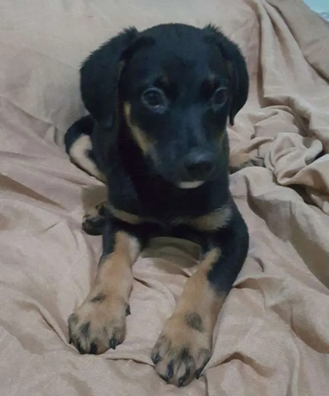 Cachorro ra a SRD idade 2 a 6 meses nome LUDY
