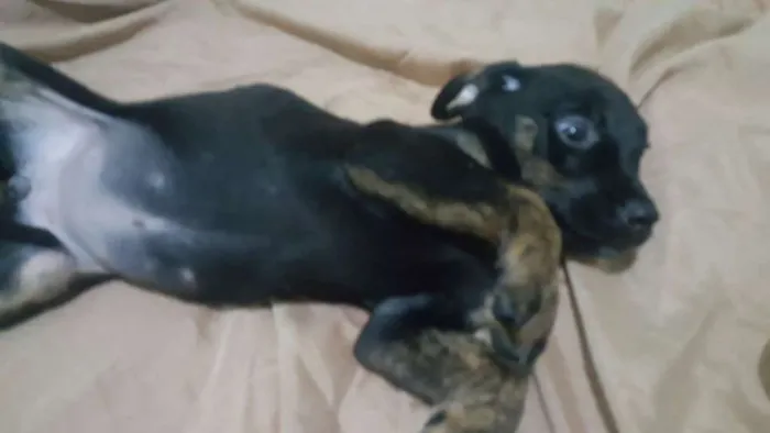 Cachorro ra a SRD idade 2 a 6 meses nome DINY