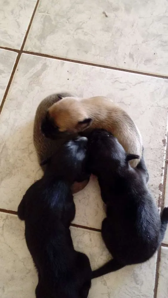 Cachorro ra a Pinther com vira lata idade 2 a 6 meses nome Não tem