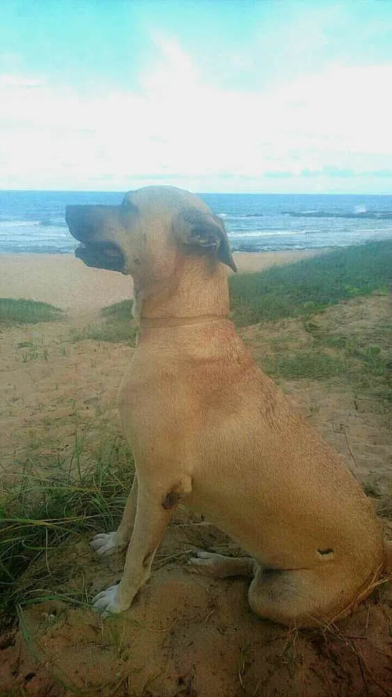 Cachorro ra a Vira lata idade 4 anos nome Mila