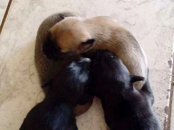 Cachorro ra a Pinther com vira lata idade 2 a 6 meses nome Não tem