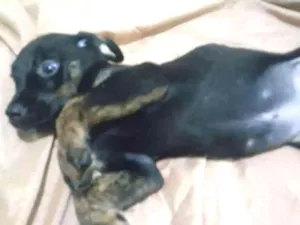 Cachorro raça SRD idade 2 a 6 meses nome DINY