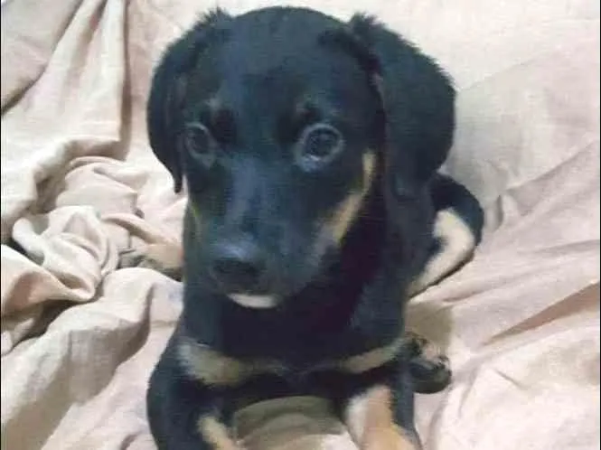 Cachorro ra a SRD idade 2 a 6 meses nome LUDY