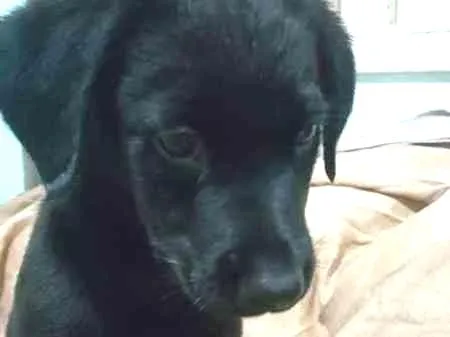 Cachorro ra a SRD idade 2 a 6 meses nome ANE