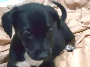 Cachorro raça SRD idade 2 a 6 meses nome CASCÃO