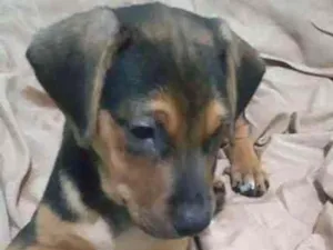 Cachorro raça SRD idade 2 a 6 meses nome Dumbo