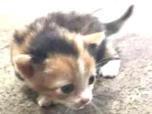 Gato raça  idade Abaixo de 2 meses nome sem nome