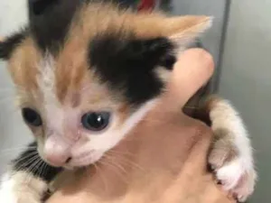 Gato raça  idade Abaixo de 2 meses nome sem nome