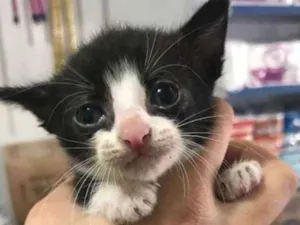 Gato raça  idade Abaixo de 2 meses nome sem nome