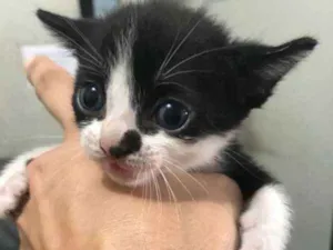 Gato raça  idade Abaixo de 2 meses nome sem nome