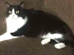 Gato raça SRD idade 5 anos nome Shiva