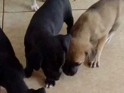 Cachorro ra a Pinther com vira lata idade 2 a 6 meses nome Não tem