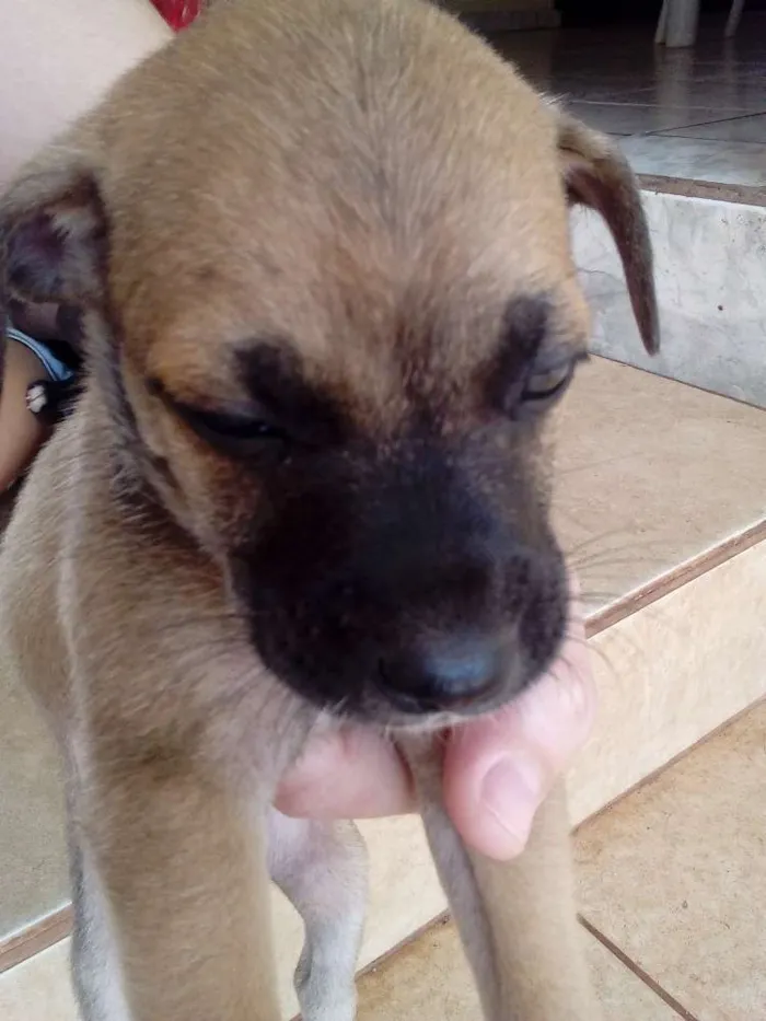 Cachorro ra a Pinther com vira lata idade 2 a 6 meses nome Não tem