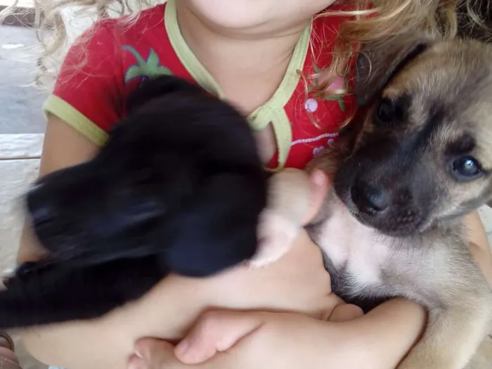 Cachorro ra a Pinther com vira lata idade 2 a 6 meses nome Não tem