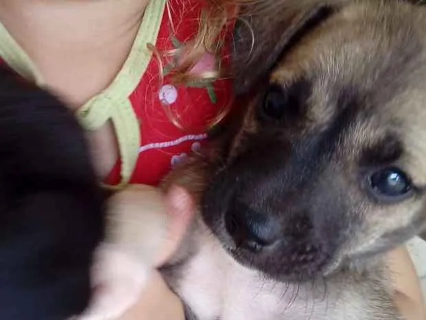 Cachorro ra a Pinther com vira lata idade 2 a 6 meses nome Não tem