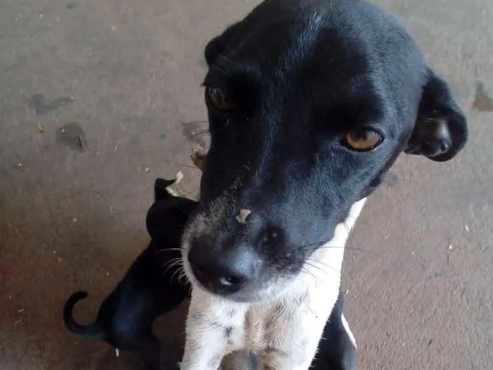 Cachorro ra a Pinther com vira lata idade 2 a 6 meses nome Não tem