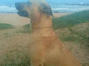 Cachorro raça Vira latas idade 4 anos nome Mila