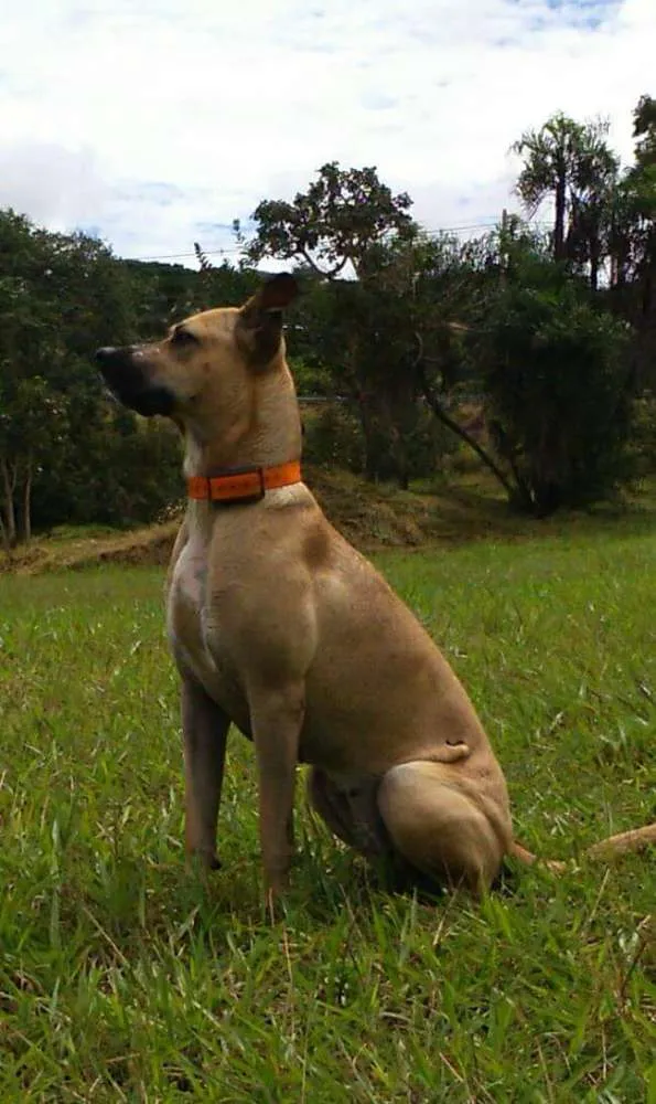 Cachorro raça Vira latas idade 4 anos nome Mila