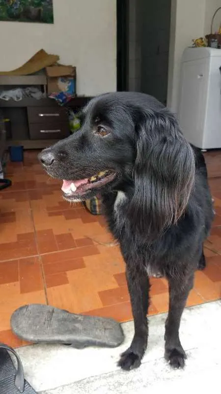 Cachorro ra a Vira Lata idade 3 anos nome LAW