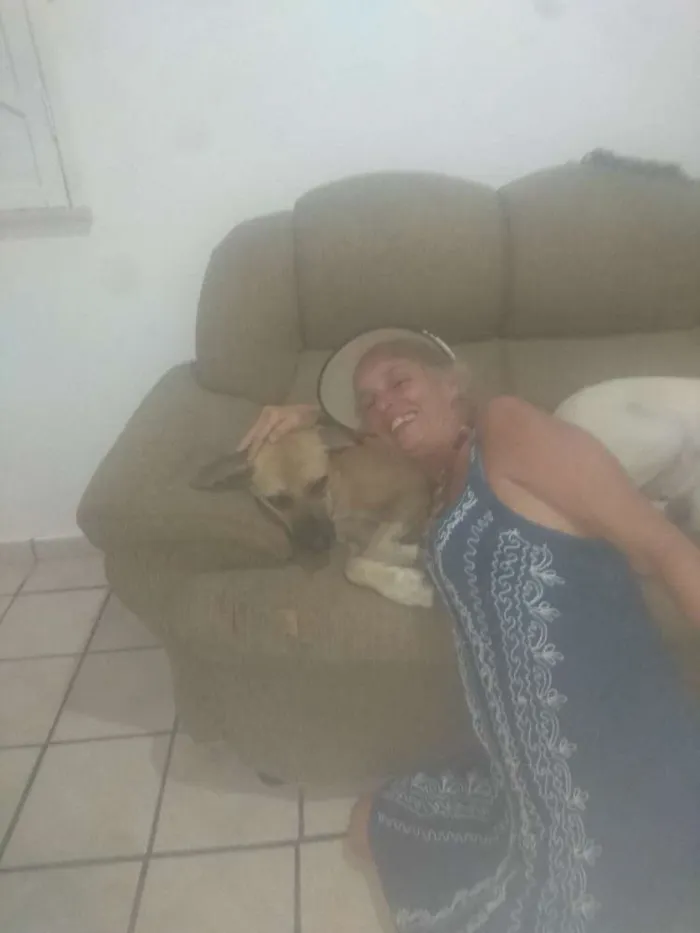 Cachorro raça Vira latas idade 4 anos nome Mila