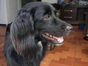 Cachorro raça Vira Lata idade 3 anos nome LAW