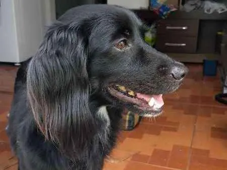 Cachorro ra a Vira Lata idade 3 anos nome LAW