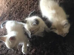 Gato raça Não sei  idade Abaixo de 2 meses nome Sem nome 