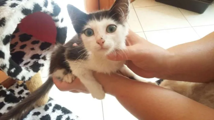 Gato ra a SRD idade Abaixo de 2 meses nome Sem Nome