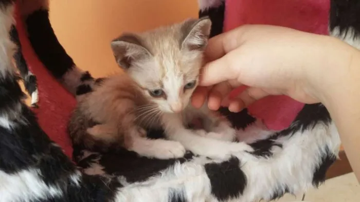Gato ra a SRD idade Abaixo de 2 meses nome Sem Nome