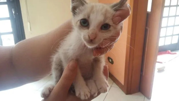 Gato ra a SRD idade Abaixo de 2 meses nome Sem Nome