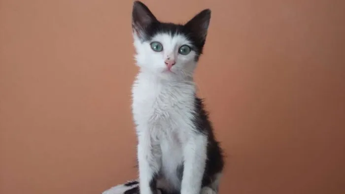 Gato ra a SRD idade Abaixo de 2 meses nome Sem Nome