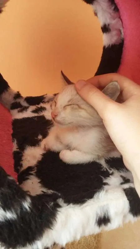 Gato ra a SRD idade Abaixo de 2 meses nome Sem Nome