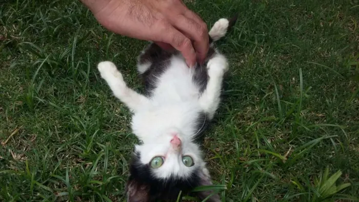Gato ra a SRD idade Abaixo de 2 meses nome Sem Nome