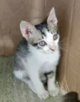 FLIP