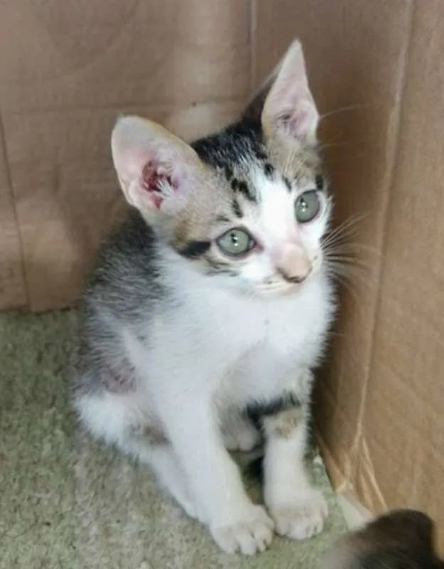 Gato ra a VIRALATA idade Abaixo de 2 meses nome FLIP